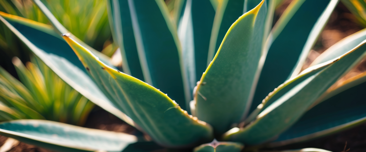 Agave : Guide Culture et Entretien Complet